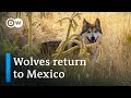 Mexico: The return of 'los lobos' | Global Ideas