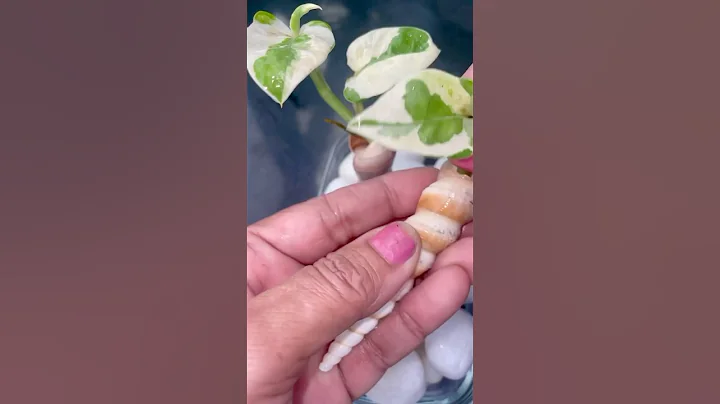 Indoor Plants Grow & Decor in Water #plantsdecor #houseplants #homedecor #diy #nature #plants