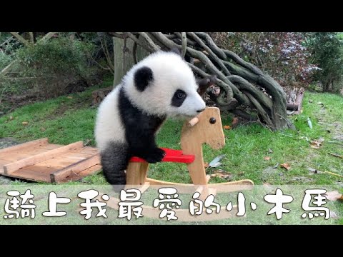 《熊貓早晚安》騎上我最愛的小木馬，我就是斧頭山最靚的仔| iPanda熊貓頻道