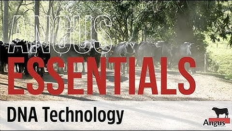 Angus ESSENTIALS - DNA Technology