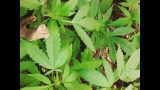 Plantas de marihuana sativa en floración
