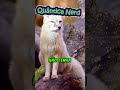 Novo Dragão Guerreiro de Kung Fu Panda