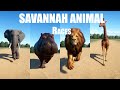 Savannah Animal Races in Planet Zoo included Lion, African elephant, Giraffe, cheetah