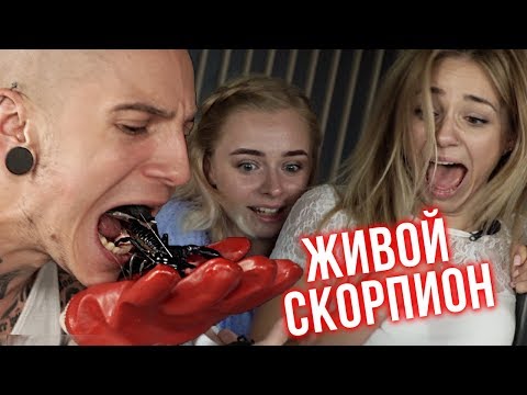 Video: Scorpion Brod