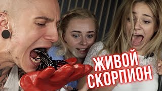 ЗАСУНУЛ В РОТ СКОРПИОНА | САМЫЙ ОПАСНЫЙ ФОКУС В МИ...