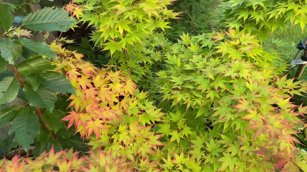 Japanese acer Sango Kaku ( Coral bark maple) beautiful summer colour