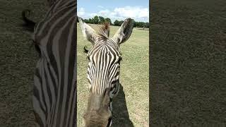 Zebra Big Kiss.