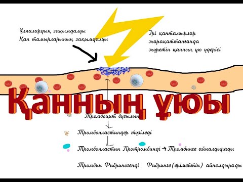 Бейне: Тромбокиназа факторы дегеніміз не?