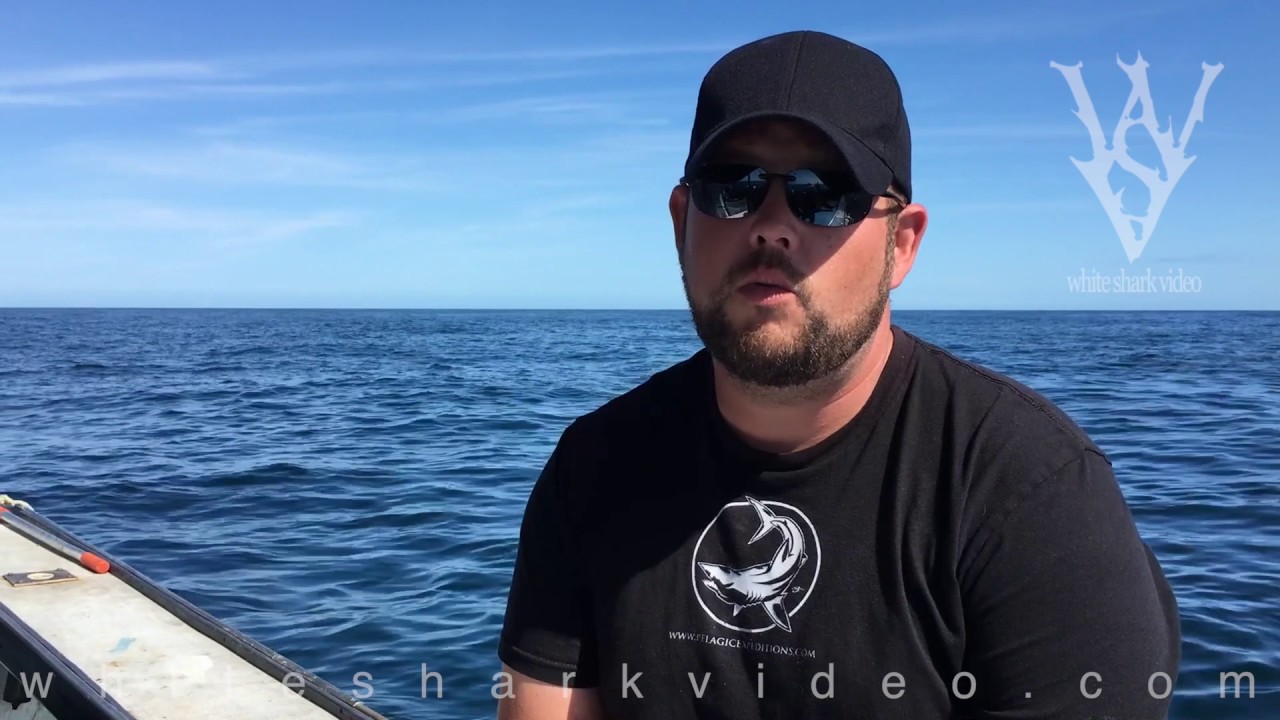 shark video cape cod "You can bait to kill, but not bait to view: Lunatic Laws