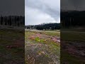 Taip meadows swat... Flowers Blossoms... #nature #goodlife #travel #swat #shorts