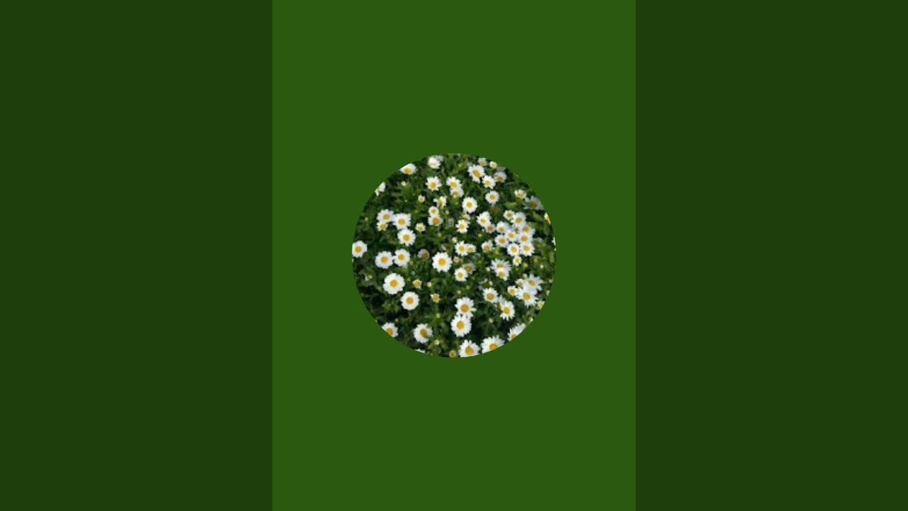 실시간뜨개 라이브 스트리밍 중