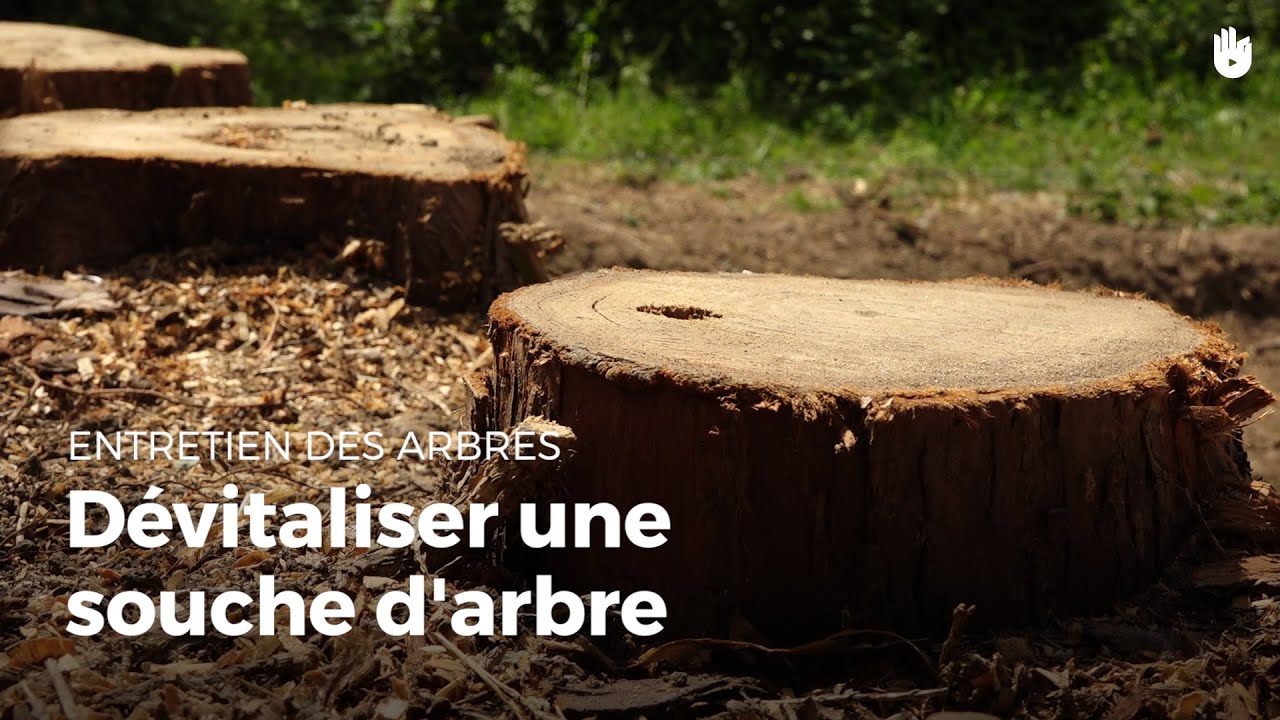 Destruction de la souche d'un arbre : comment faire ? - Gamm vert