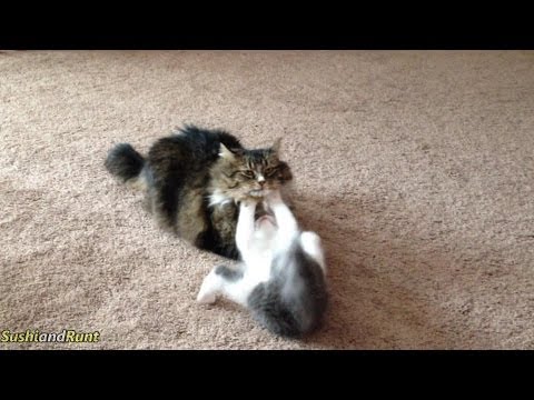 funny-kitten-and-cat-wrestling