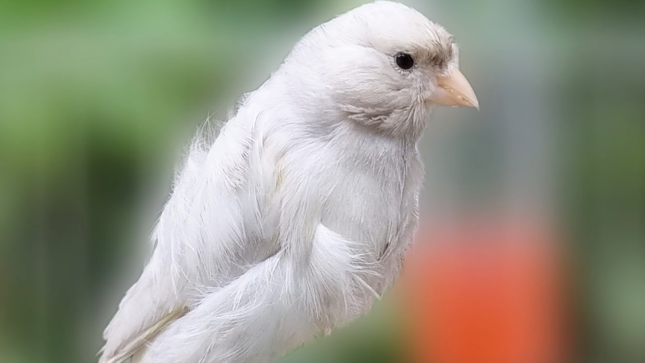 View of Canary 's Most Powerful Song For Training - Canary Singing Training ...