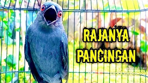 Srigunting abu abu gacor AMPUH buat PANCINGAN srigunting abu biar bunyi | burung srigunting gacor