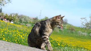 Spring time with Cat in Switzerland