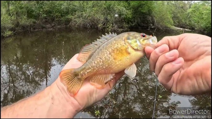 How to Use Green Crabs as Fishing Bait 