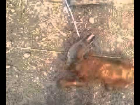 მაჩვი - Домашние барсуки