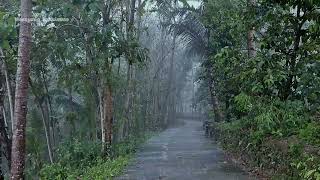 Walking in the Heavy Rain in the Village | Rain Sounds Perfect for Sleep and Insomnia