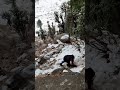 Short root but not easy to cover in snow#Malana# Waichin valley#Vedas cafe