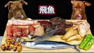 神咀嚼音!!豪快に爆食いするピットブルのASMRがヤバすぎる