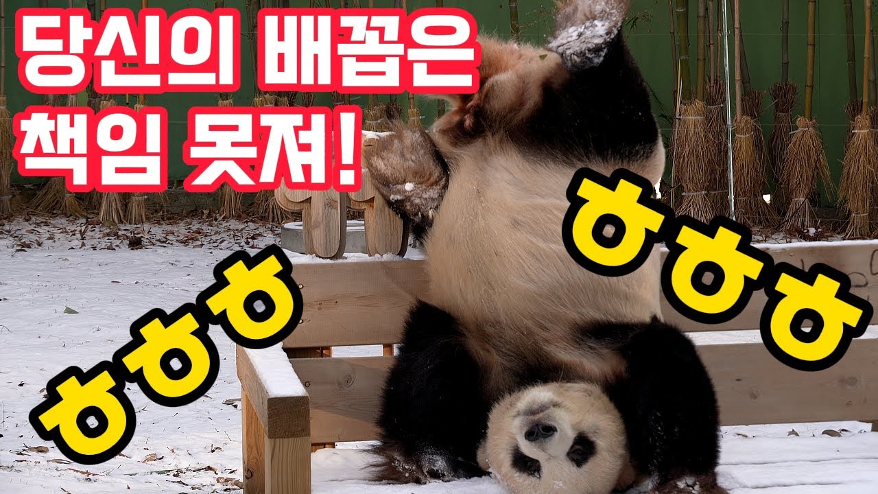 러바오 베스트 모음 하이라이트 17 몰아보기ㅣLeBao BEST 17 Collection🤣최고의 코미디 천재 판다💥주의:배꼽 간수 철저! 30분 순삭! #러바오#러부지#러스타