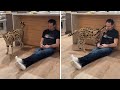 Pet serval loves getting attention from her owner