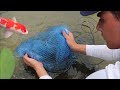 NET-TRAP Saves Future Baby Koi From JAWS!!