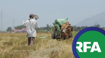 Thiên tai và Nhân họa tác động an ninh lương thực VN | © Official RFA Video