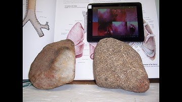 Intro to Mudfossil Soft Tissue Preservation Science