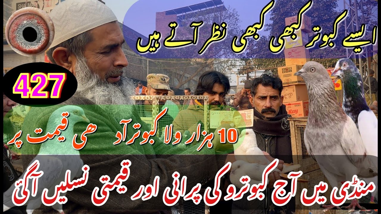 427) Lahore lari ada kabootar mandi || کبوتر منڈی || 