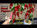 Growing red sweet peppers from seed to harvest  step by step