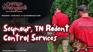 Seymour, TN Rodent Control Services