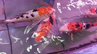 Buying KOI Fish at Cartimar Pasay. | Vlog #2