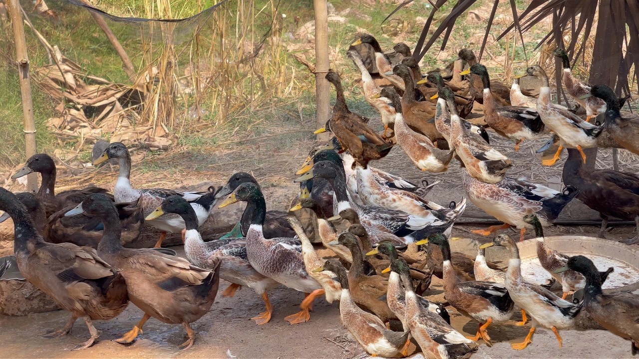 The duck is waiting for its owner to feed it.