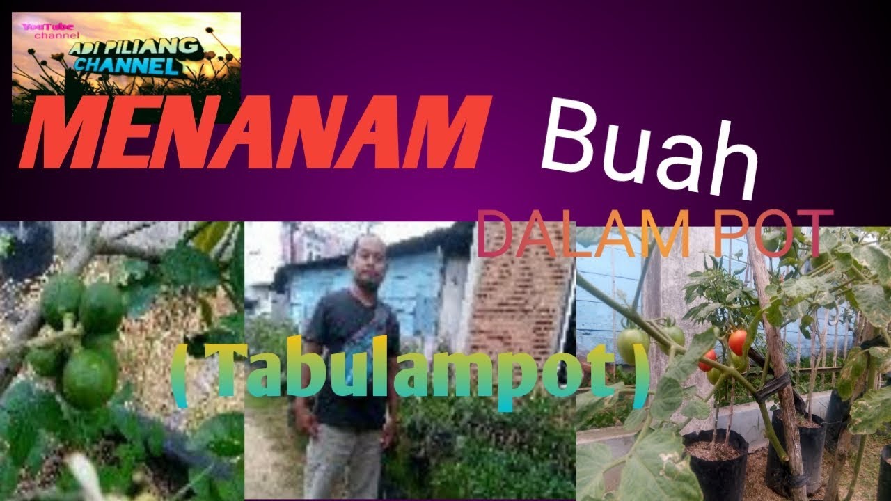  Tanaman  buah DaLam Pot  di depan  rumah  Tabulampot YouTube