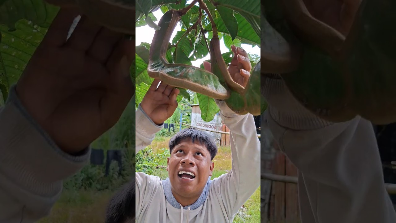 Las guamas están verde