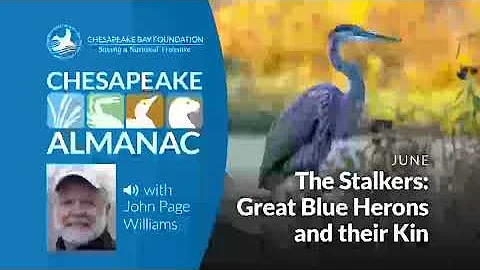 June: The Stalkers: Great Blue Heron and Their Kin
