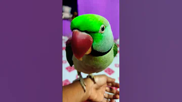Talkingparot Birds Mithukibatain Mittutota Cute Kuku 