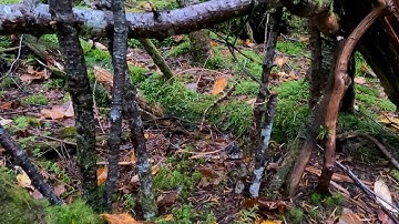 2023 Rabbit Snaring Season Episode 1 (Warning Hunting Video)