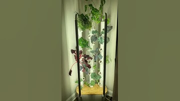 I rarely put my plants back in the same place after I clean the Gardyn.