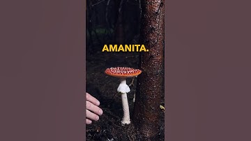 You MUST know how to identify an #Amanita if you hunt mushrooms. Here is how…  #medicinalmushrooms