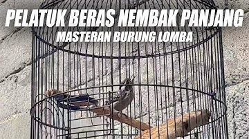 MASTERAN PELATUK BERAS NEMBAK PANJANG | SUARA PELATUK SAMPIT GACOR SPEED RAPAT DURASI PANJANG