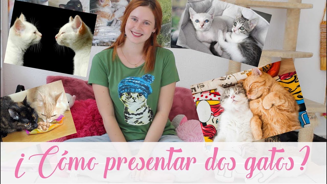 ¿CÓMO PRESENTAR DOS GATOS? Cat Tips, Naty Moreno YouTube