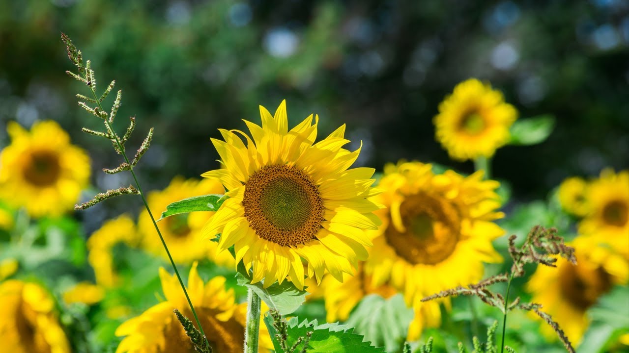 Des Tournesols Plein Les Yeux Youtube Des Tournesols Plein Les Yeux Youtube