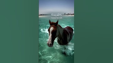 ﴿إنما المؤمنون الذين إذا ذكر الله وجلت قلوبهم وإذا تليت عليهم آياته زادتهم .....﴾ [الأنفال: ٢] #قرآن