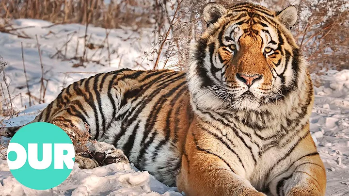 Uncovering The Hidden Tiger's That Live In Russia's Vladivostok | Our World - DayDayNews