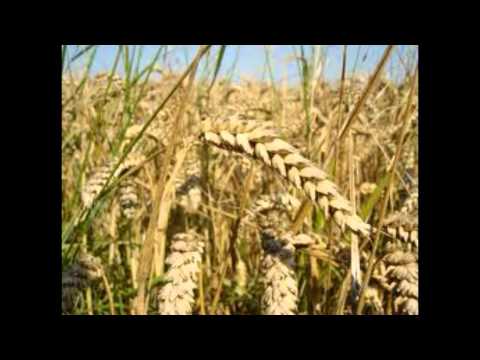 ياعشق الكاع