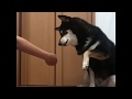 ブツブツ文句をいう柴犬。ぼやきすぎて人間になりかけてます
