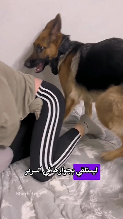 هذه المرأة كانت تنام كل ليلة مع كلبها #قصص #قصص_واقعية #كلب #dog #اكسبلور #الشعب_الصيني_ماله_حل #fyp